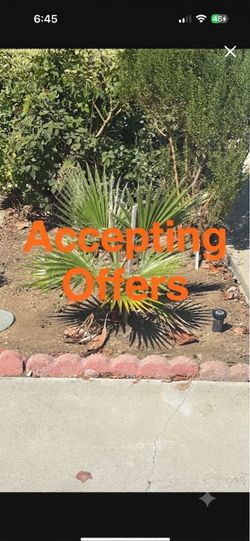 Mexican fan palm