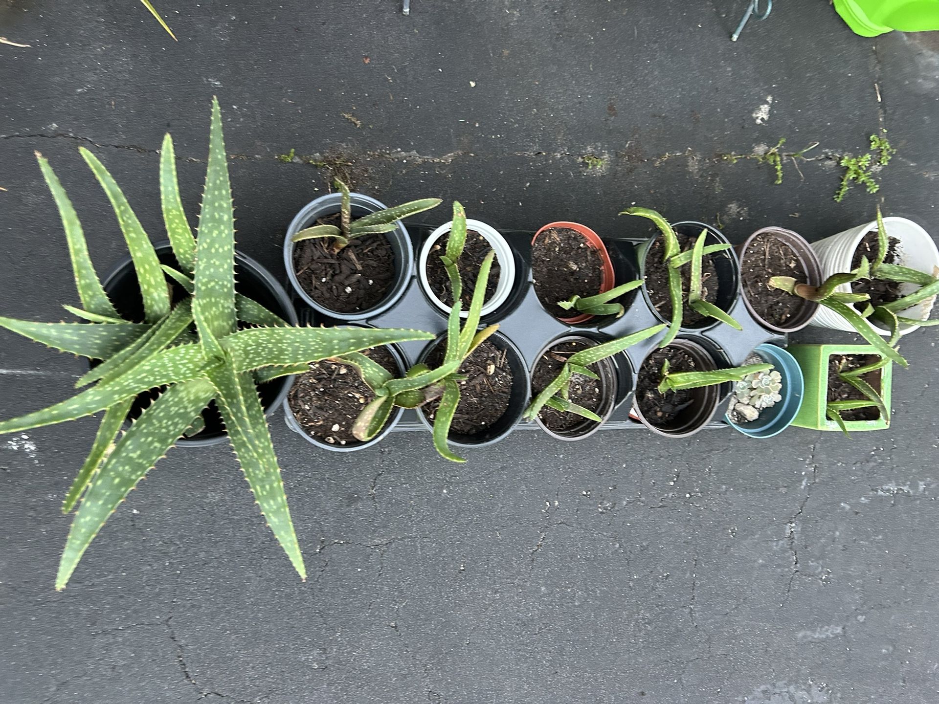 Soap Aloe Plants Beautiful Healthy