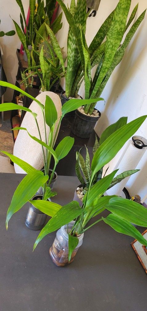 Japanese Bamboo Plants. $5 Each
