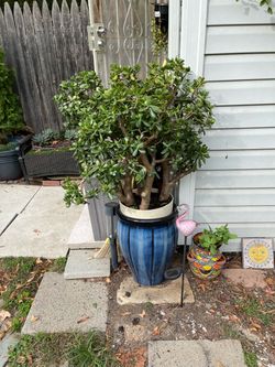 25 years old beutiful jade tree