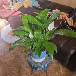 Peace Lilly In 7in Ceramic Pot With Polished Stones 