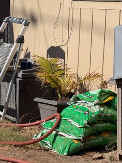 Palm and plants