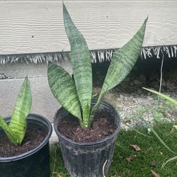 $10 Each Snake Plant 🪴 (Dracaena trifasciata)