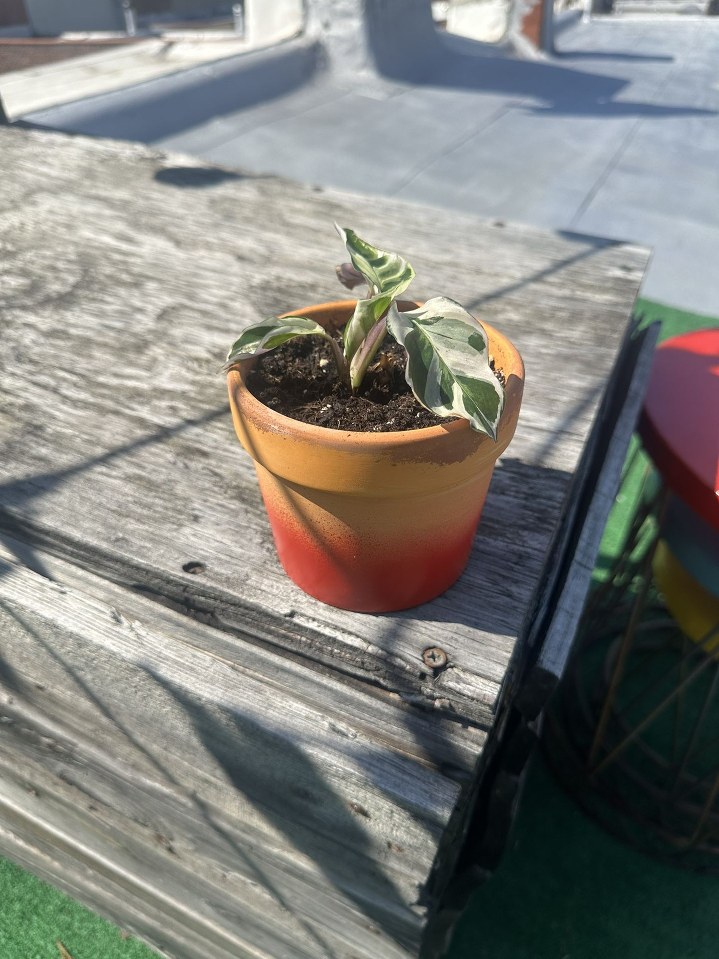 Calathea Plant With Pot