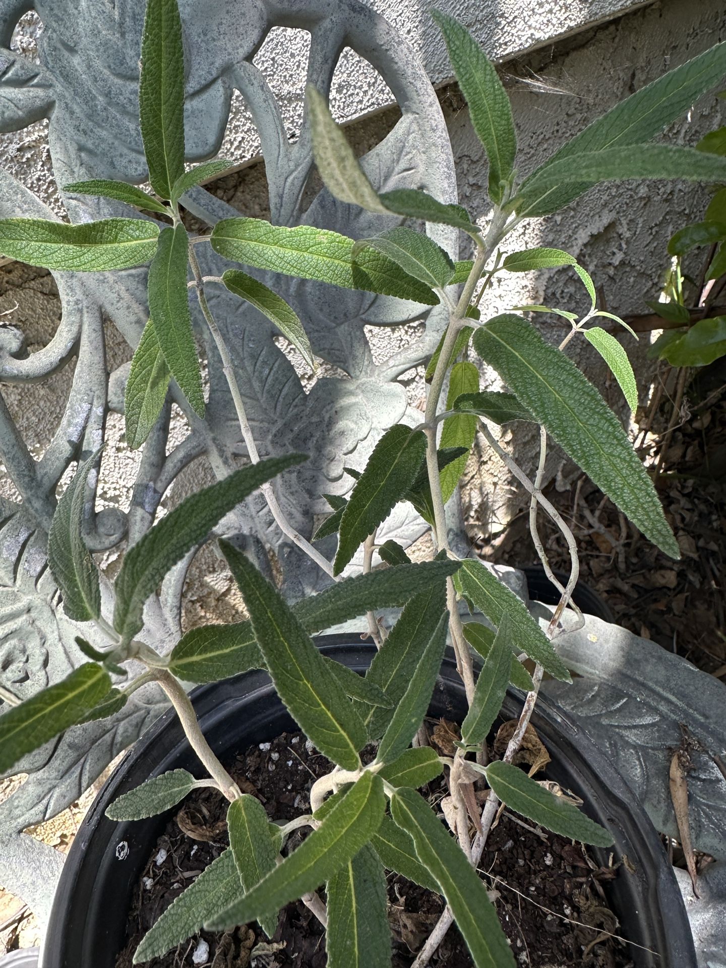 Mexican Sage