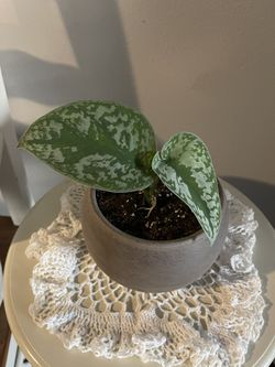 Satin pothos w/ceramic pot