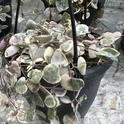 Ceropegia woodii Variegated String of Hearts 6” Pot
