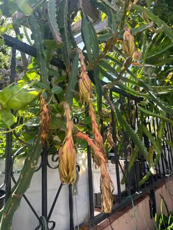 Ecuadorian Yellow Drago fruit plants
