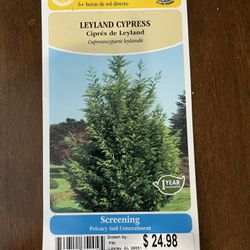 Leyland Cypress 