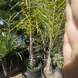 Palms trees for sale