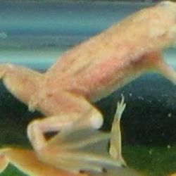 Aquarium Figurines 