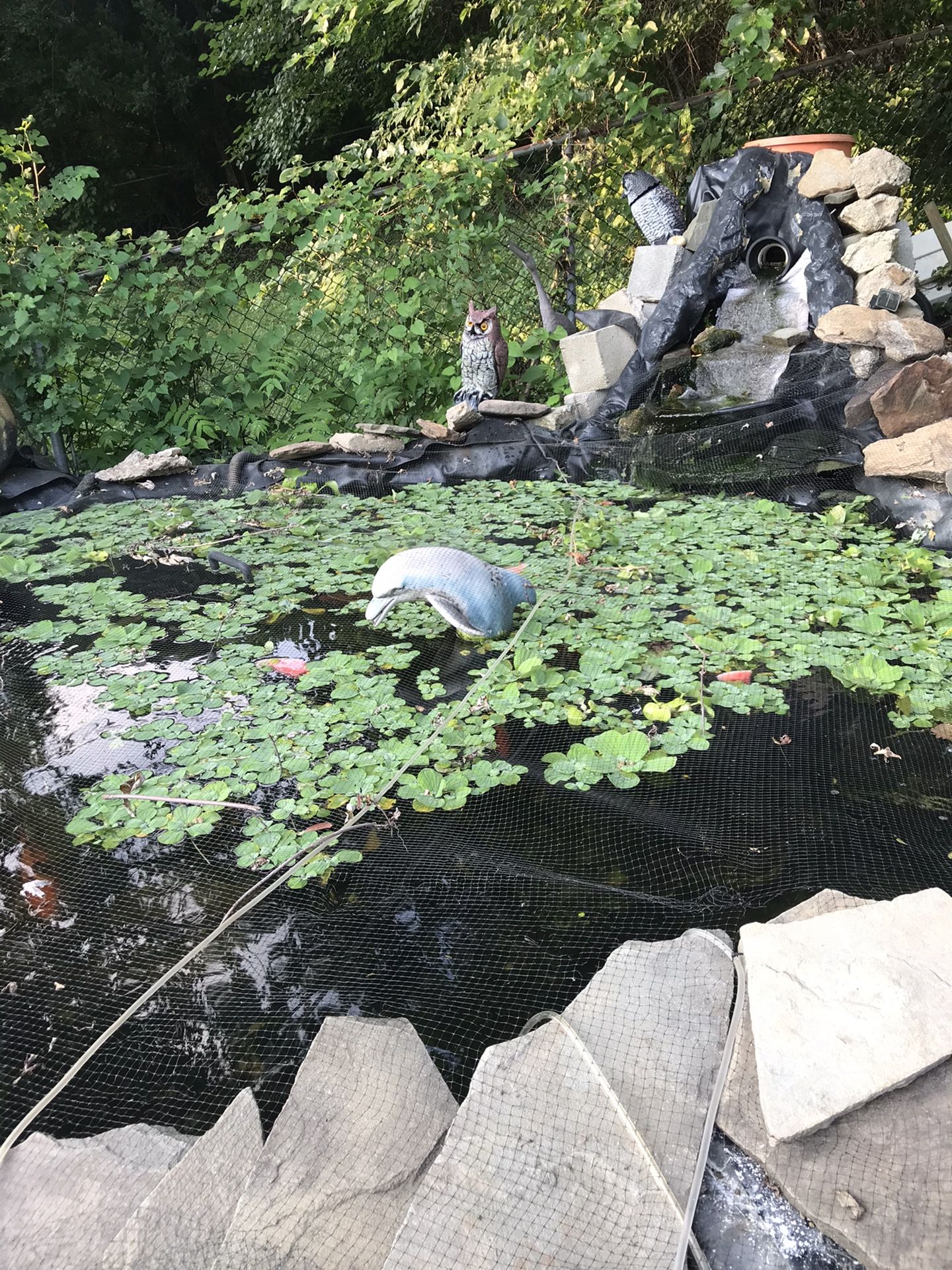 Pond plants water lettuce, Hyacinth , Anacharis, Hornwort , Frog Bit. 3 For $1