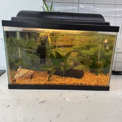 10 Gallon Fish Tank