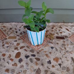 Green wandering jew with pink flowers