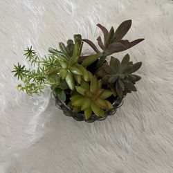 Succulent Arrangement For Mothers Day 