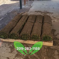 Best QUALITY Sod 