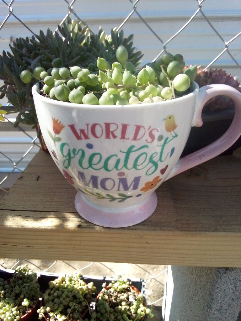 String Of Pearls Succulent 