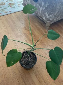 monstera plant