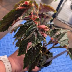 Begonia Ginny Galaxy