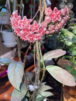 Rooted Hoya Pubicalyx pink silver ghost ( first pic is example of the flower )