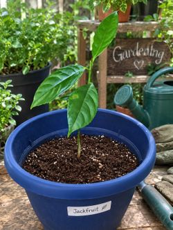 Healthy young jackfruit plant