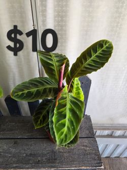 Calathea Jungle Velvet