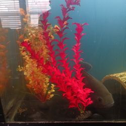 Aquarium Plants, Furniture, Accessories, Filters, Wavers Thumbnail