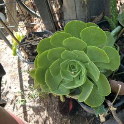Flor Grande