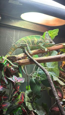 Adult Veiled Chameleon