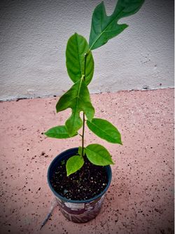 Jackfruit Tree – Healthy Tropical Fruit Plant