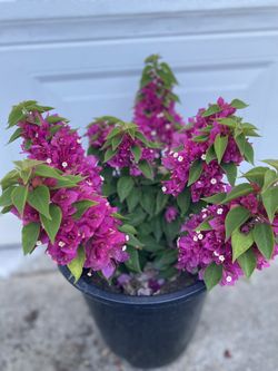 Bougainvillea, Camellina, Veranera Plant, In 5 Gallóns Pot Pick Up Only