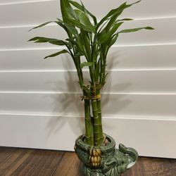 Real Bamboo Plant