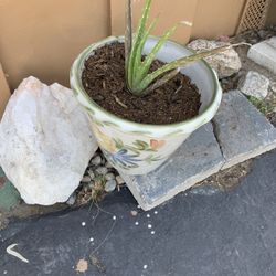 Succulent Aloe Plant Just $5 - Beautiful And Healthy