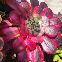 Succulents Plants Variegated Aeoniums Succulentas Pick Up In Upland 