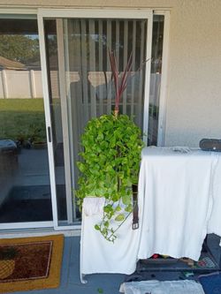 Indoor or outdoor ornamental tree/real.