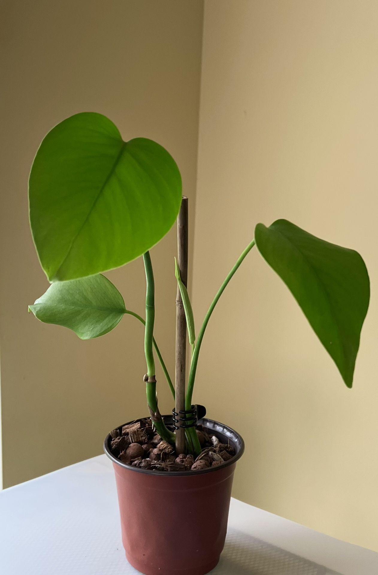 Monstera Deliciosa