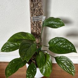 Monstera Pinnatipartita (9inch Pot)
