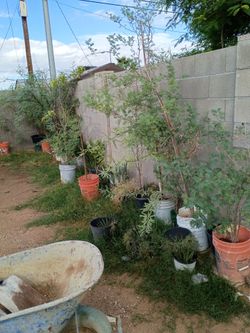Mesquite trees for sale