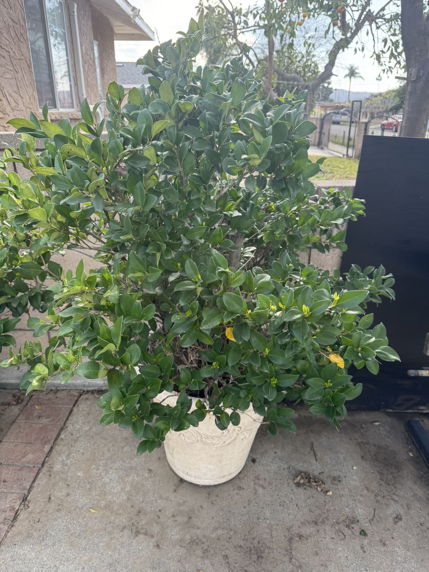 Potted Plants Of Various Species
