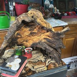 Tree Driftwood
