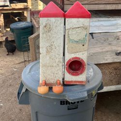 Rent Coop Chicken Feeder And Waterer