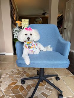 Beautiful Blue Rotating Height Adjusting Wheeled Desk Chairs