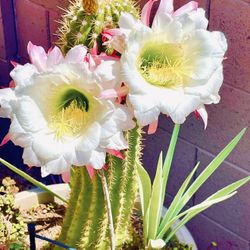 Golden Torch Cactus & Agave Plants