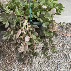 Jade