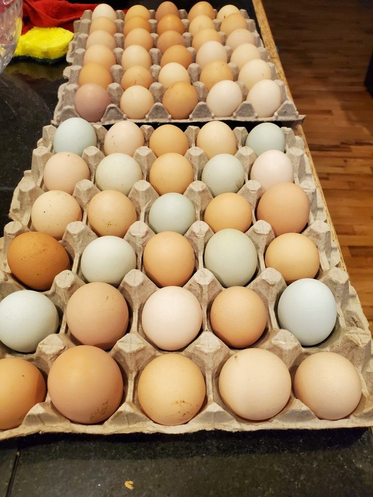 Pasture Raised Natural Eggs
