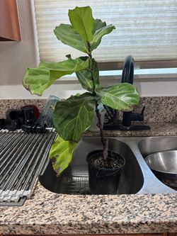 Plant 5 gallon  $10