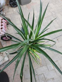 2 Pine Apple Plant