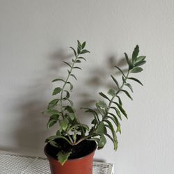 kalanchoe Behatii Succulent Plant
