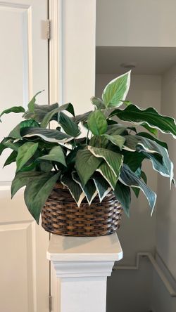 Plant home decor