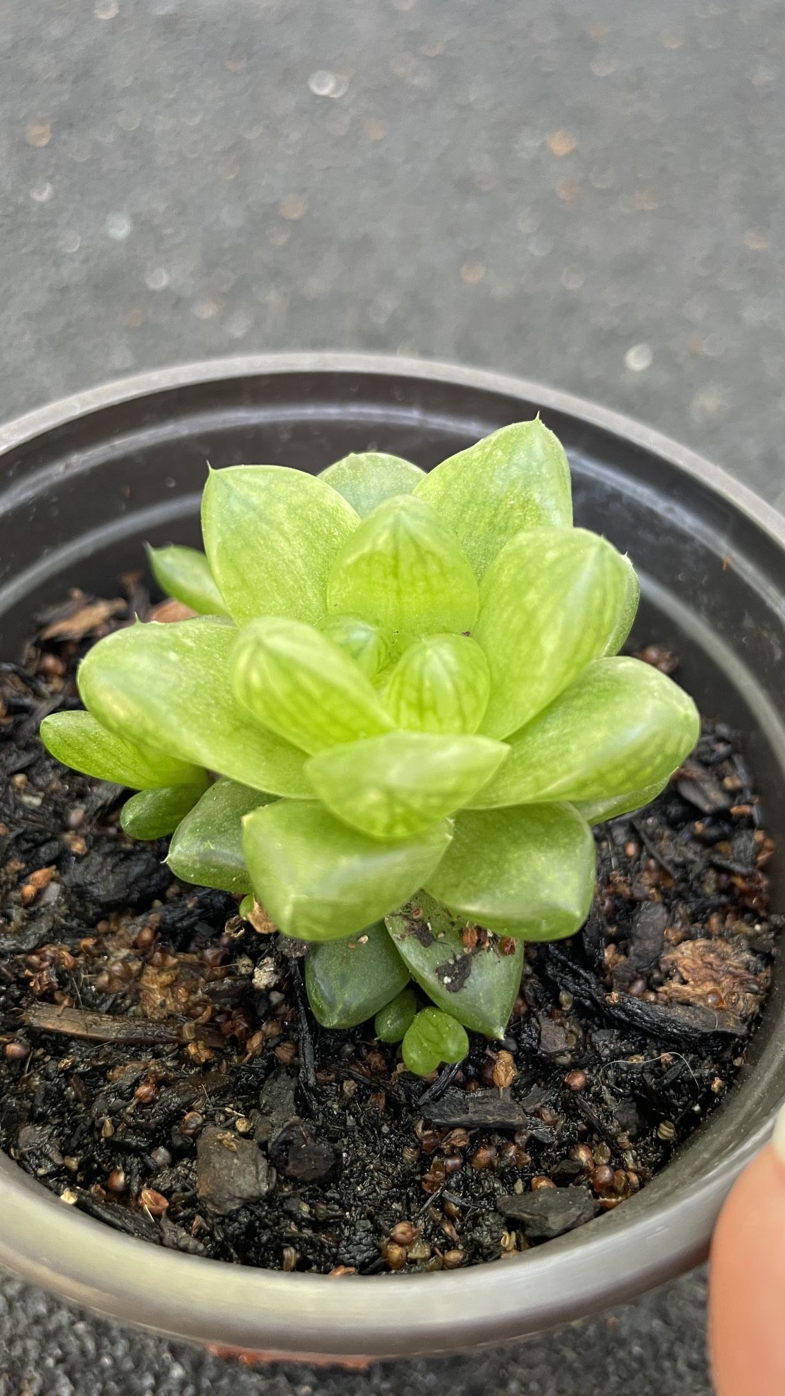 Succulent - Cooper’s Haworthia